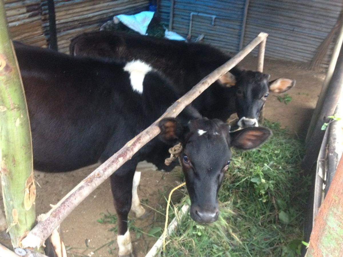Vrindhavan Mist Holiday home Kanthalloor